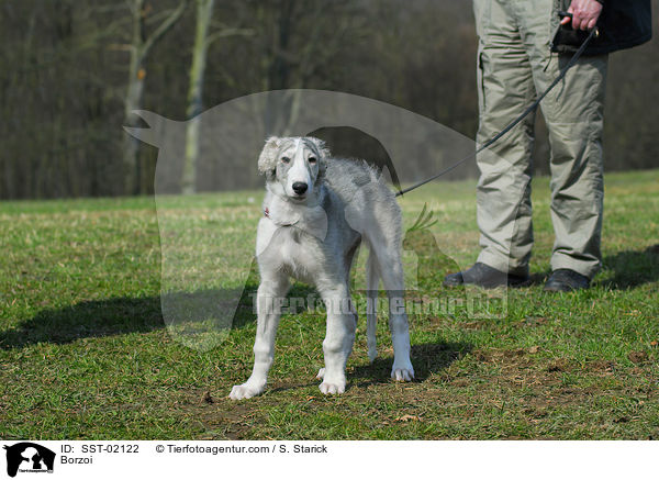 Barsoi an der Leine / Borzoi / SST-02122