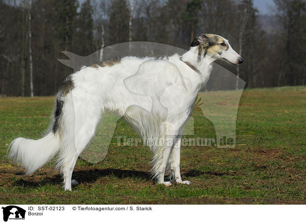 Barsoi / Borzoi / SST-02123
