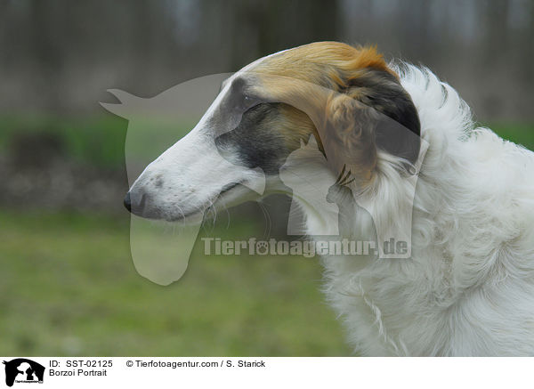 Barsoi Portrait / Borzoi Portrait / SST-02125