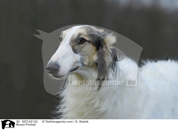 Barsoi Portrait / Borzoi Portrait / SST-02132