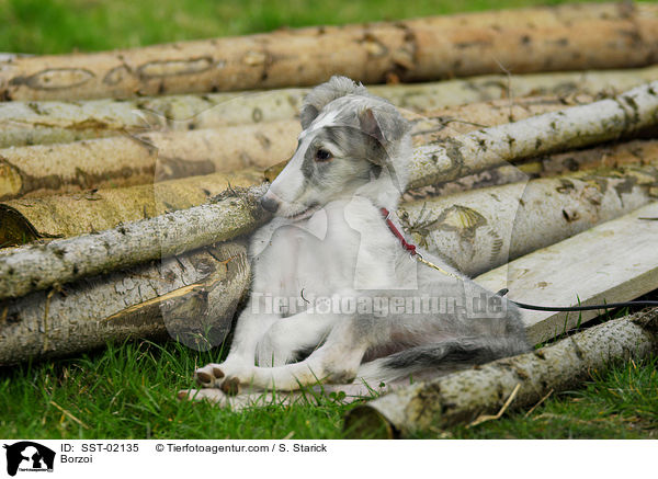 Barsoi / Borzoi / SST-02135