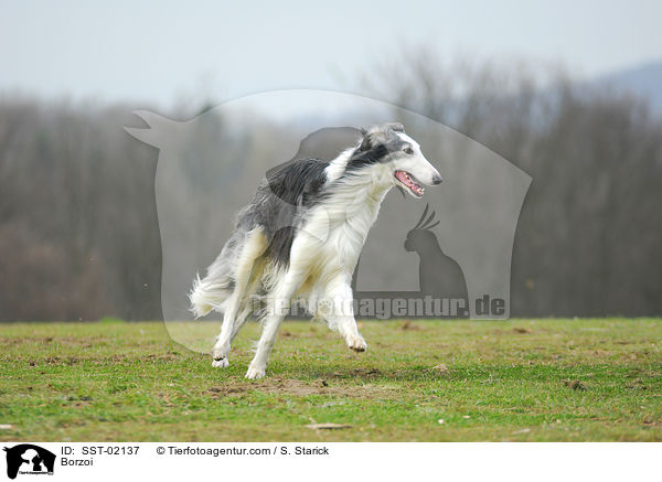 Barsoi / Borzoi / SST-02137