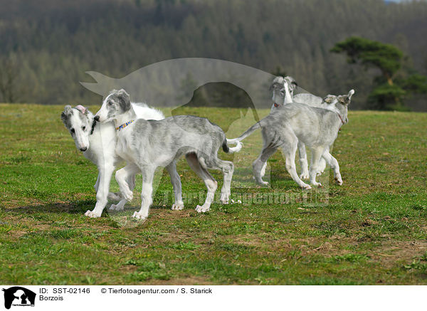 Barsois / Borzois / SST-02146