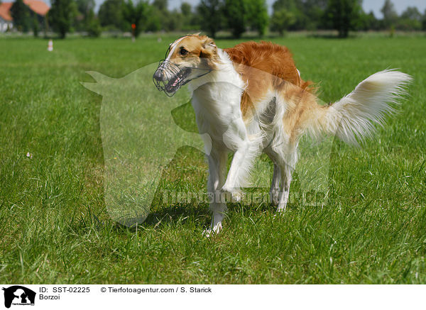 Barsoi / Borzoi / SST-02225