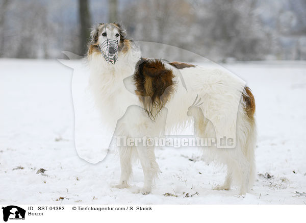 Barsoi / Borzoi / SST-04383