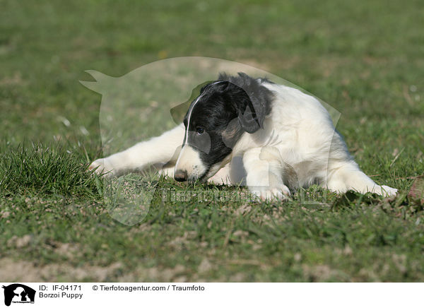 Barsoi Welpe / Borzoi Puppy / IF-04171