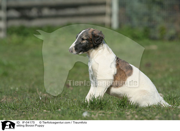 sitzender Barsoi Welpe / sitting Borzoi Puppy / IF-04175