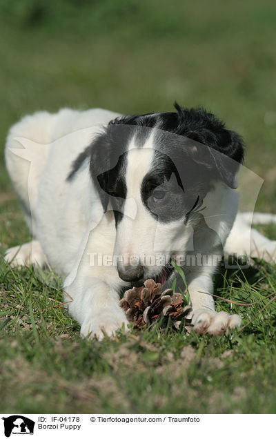 Barsoi Welpe / Borzoi Puppy / IF-04178