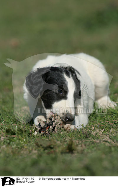 Barsoi Welpe / Borzoi Puppy / IF-04179