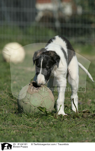 Barsoi Welpe / Borzoi Puppy / IF-04181