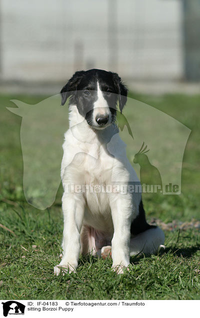sitzender Barsoi Welpe / sitting Borzoi Puppy / IF-04183