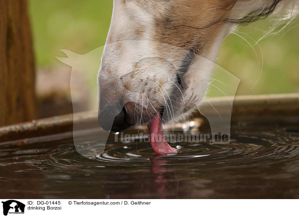 trinkender Barsoi / drinking Borzoi / DG-01445