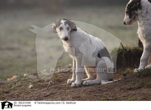 Barsoi Welpen / Borzoi puppies / DG-01446