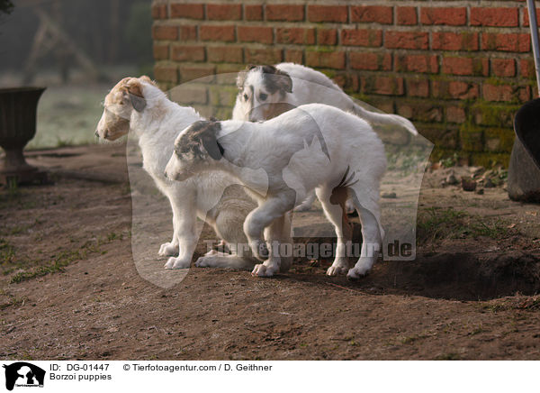 Barsoi Welpen / Borzoi puppies / DG-01447