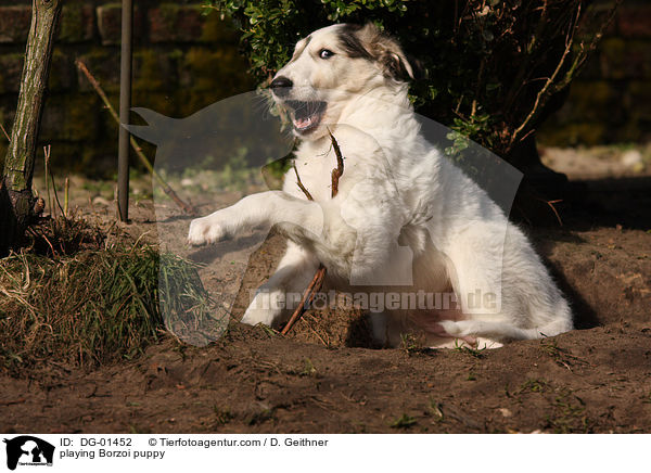 spielender Barsoi Welpe / playing Borzoi puppy / DG-01452