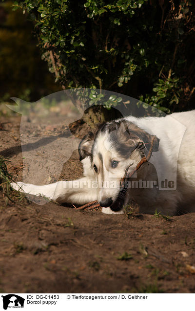 Barsoi Welpe / Borzoi puppy / DG-01453