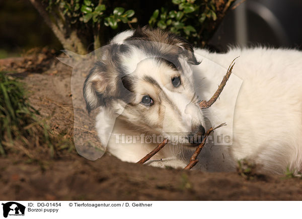 Barsoi Welpe / Borzoi puppy / DG-01454
