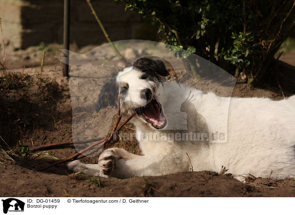 Barsoi Welpe / Borzoi puppy / DG-01459