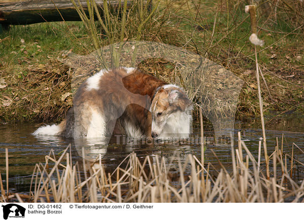 badender Barsoi / bathing Borzoi / DG-01462