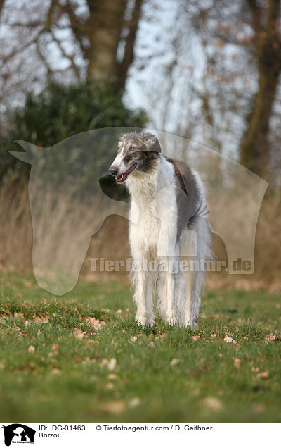 Barsoi / Borzoi / DG-01463