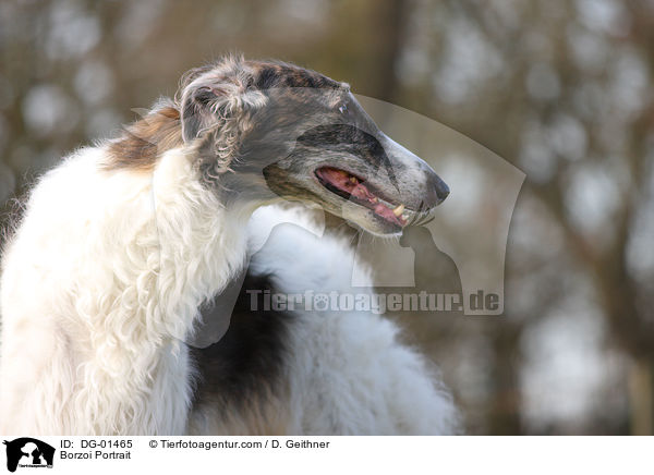 Barsoi Portrait / Borzoi Portrait / DG-01465