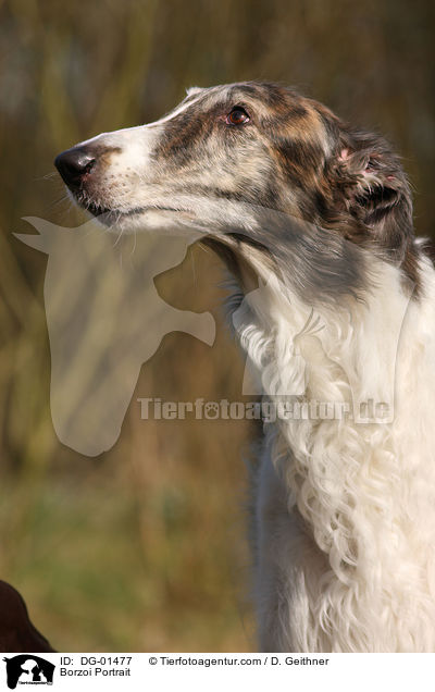 Borzoi Portrait / DG-01477