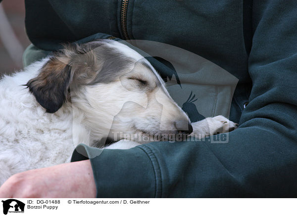 Borzoi Puppy / DG-01488
