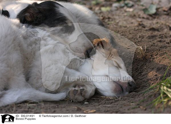 Barsoi Welpen / Borzoi Puppies / DG-01491