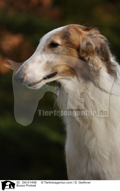 Barsoi Portrait / Borzoi Portrait / DG-01498
