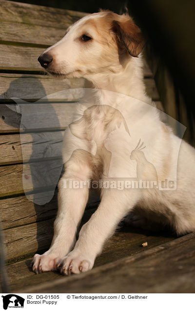 Barsoi Welpe / Borzoi Puppy / DG-01505
