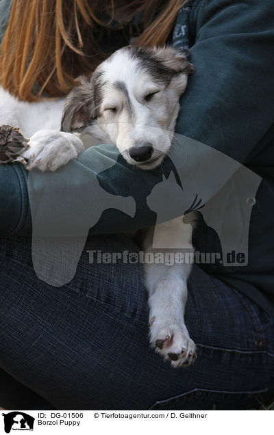 Barsoi Welpe / Borzoi Puppy / DG-01506
