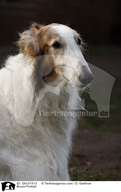 Barsoi Portrait / Borzoi Portrait / DG-01513