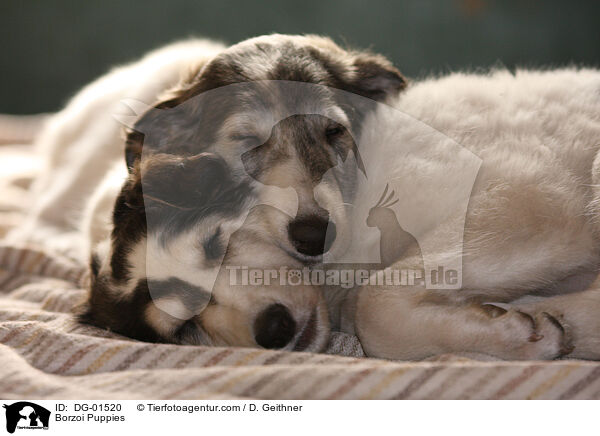 Barsoi Welpen / Borzoi Puppies / DG-01520