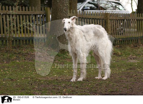 Barsoi / Borzoi / DG-01526