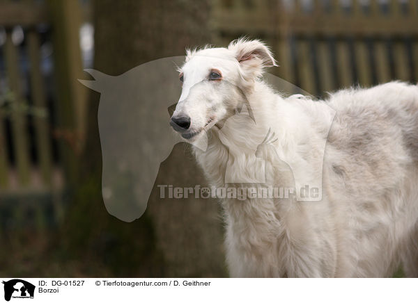 Barsoi / Borzoi / DG-01527