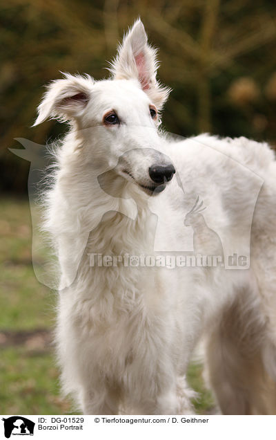 Barsoi Portrait / Borzoi Portrait / DG-01529
