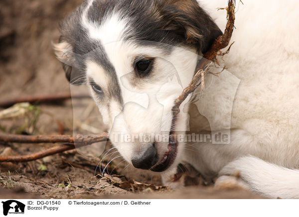 Barsoi Welpe / Borzoi Puppy / DG-01540
