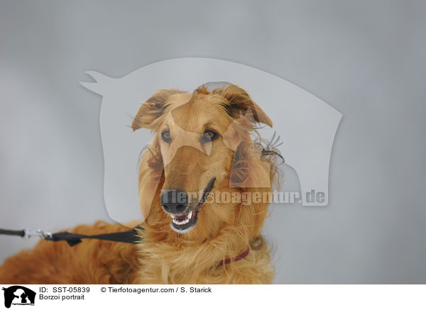 Barsoi Portrait / Borzoi portrait / SST-05839