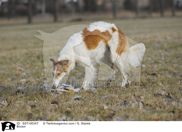 Barsoi / Borzoi / SST-06347
