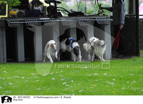Hunderennen / dog race / SST-06352