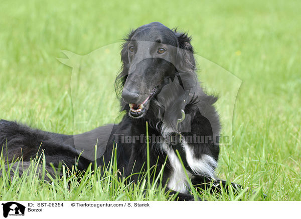 Barsoi / Borzoi / SST-06354