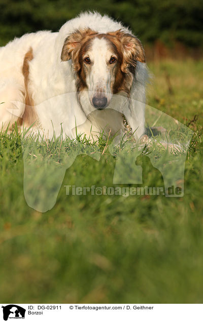 Barsoi / Borzoi / DG-02911