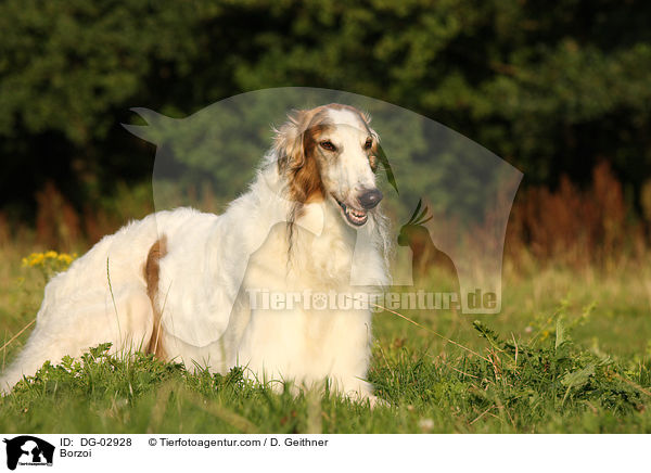 Barsoi / Borzoi / DG-02928