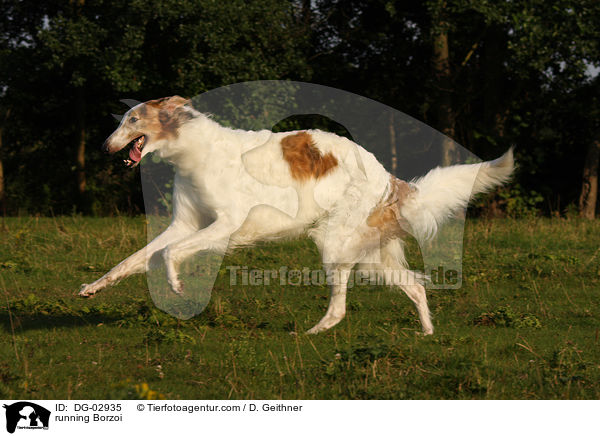 rennender Barsoi / running Borzoi / DG-02935