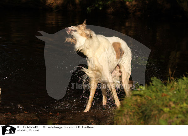 Barsoi schttelt sich / shaking Borzoi / DG-02943