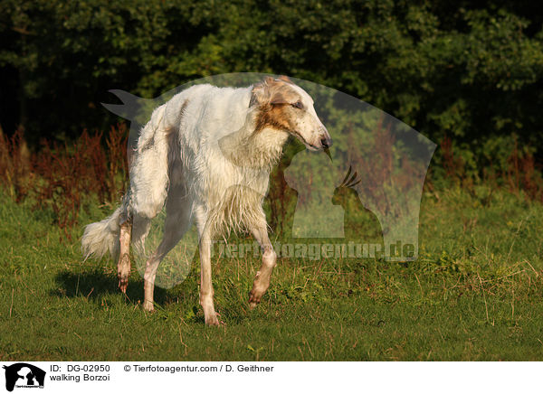 laufender Barsoi / walking Borzoi / DG-02950