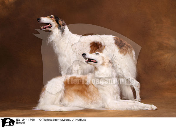 Barsoi / Borzoi / JH-11768