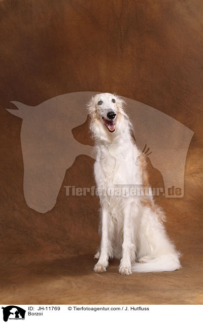 Barsoi / Borzoi / JH-11769