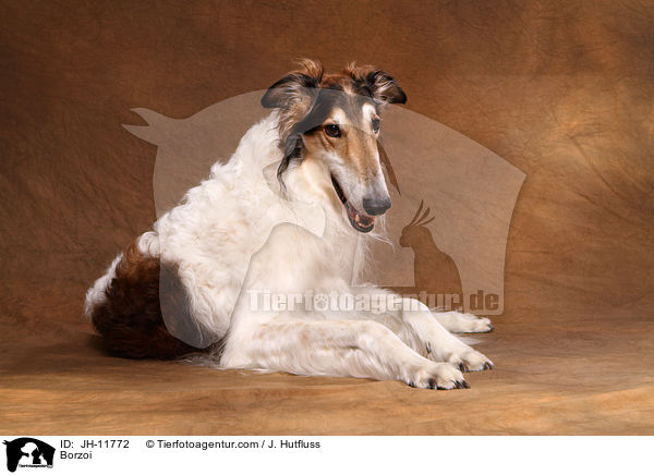 Barsoi / Borzoi / JH-11772