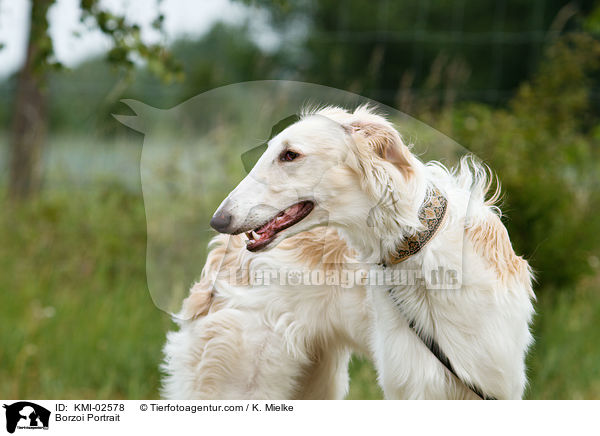 Barsoi Portrait / Borzoi Portrait / KMI-02578